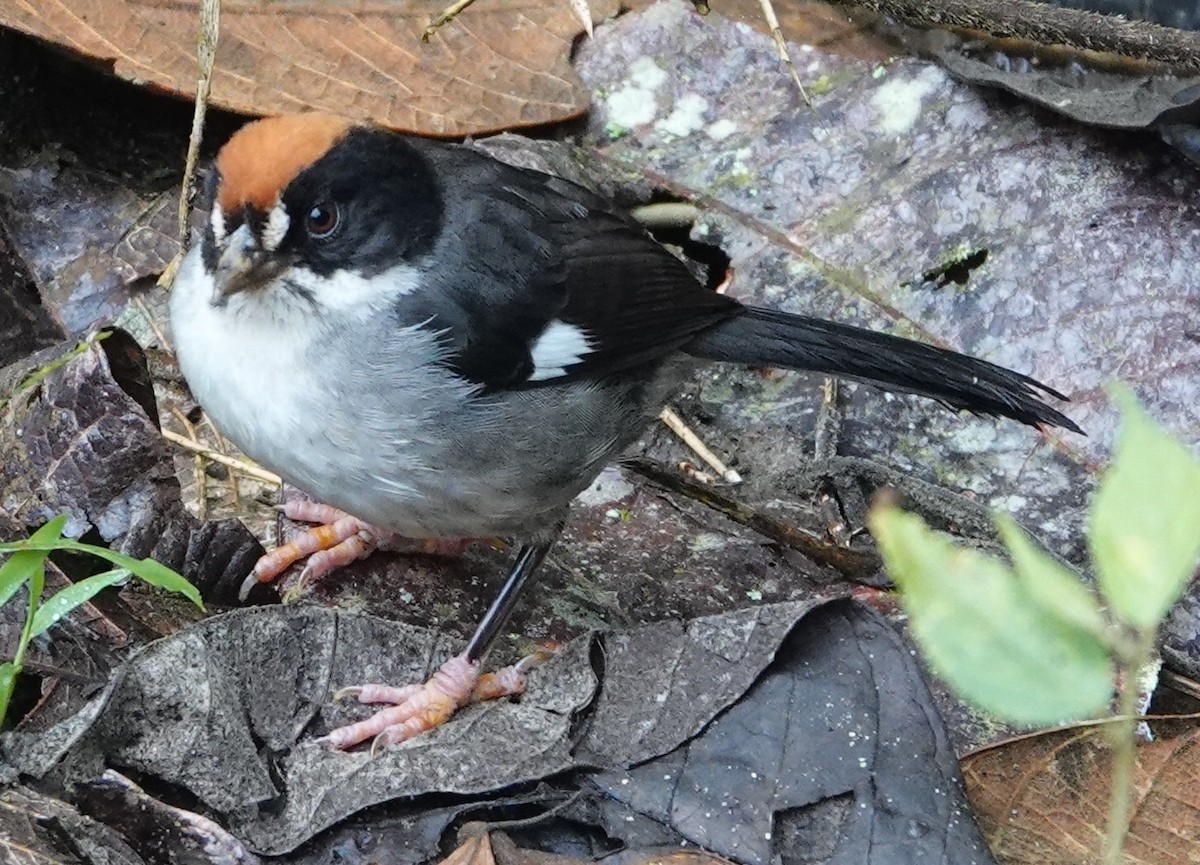 White-winged Brushfinch - ML646981979