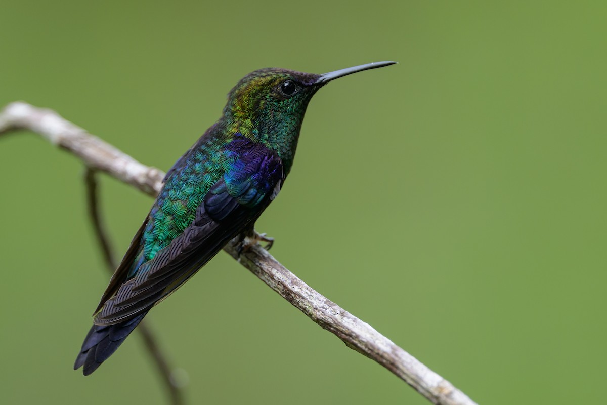 kolibřík vidloocasý - ML646981980