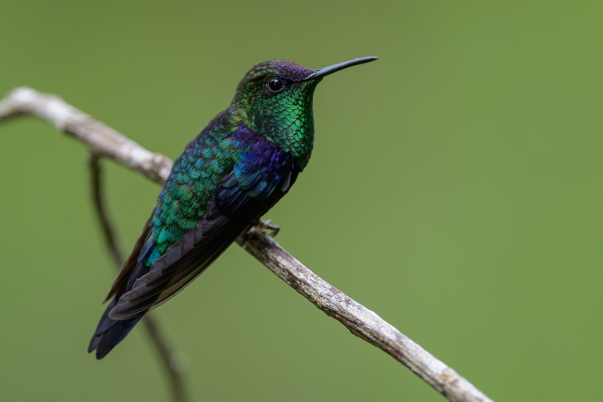 kolibřík vidloocasý - ML646981981