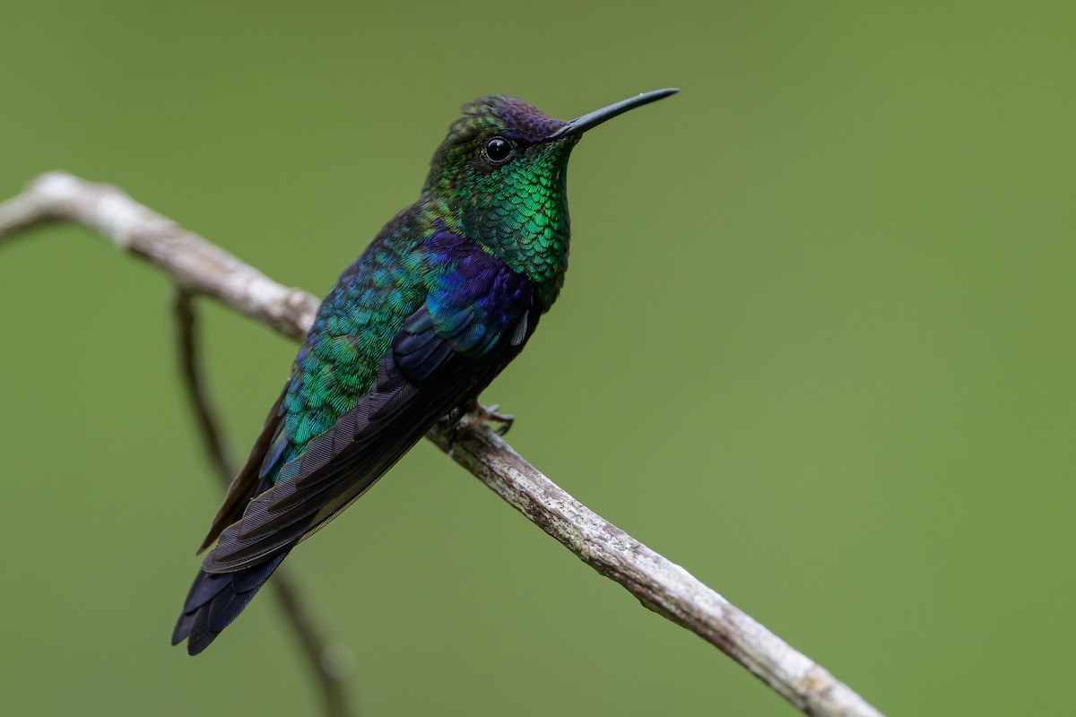 kolibřík vidloocasý - ML646981982