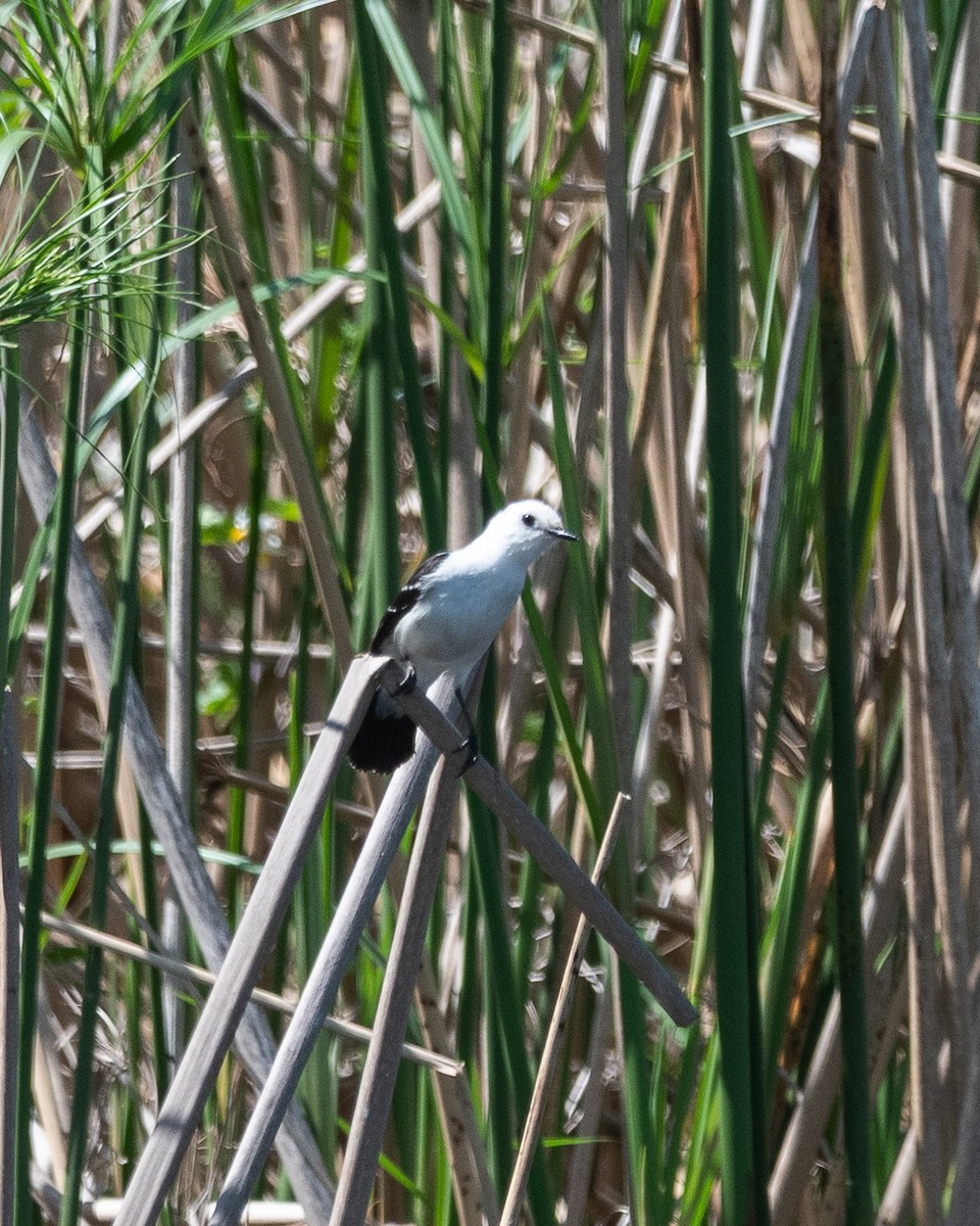 svartryggvanntyrann - ML646981983