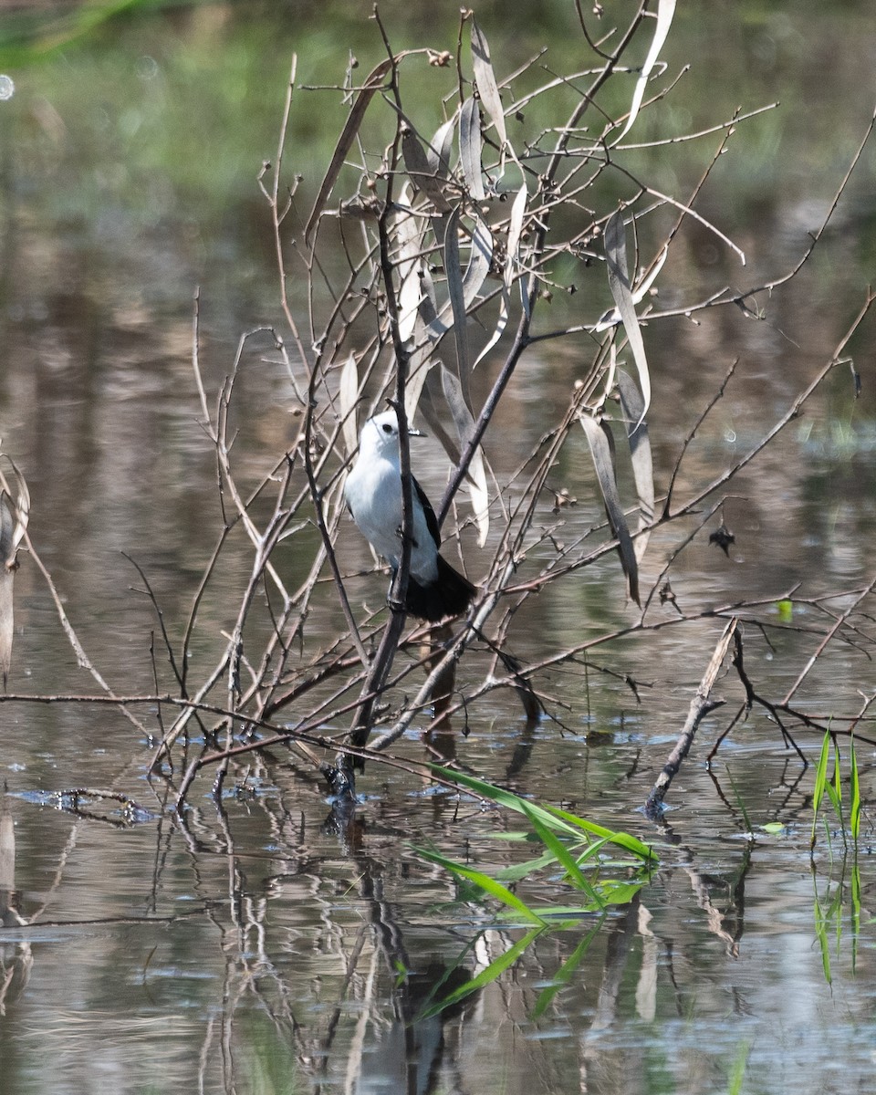 svartryggvanntyrann - ML646981984