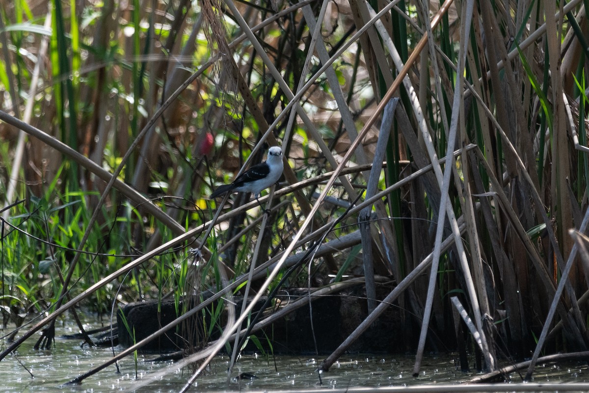 svartryggvanntyrann - ML646981985