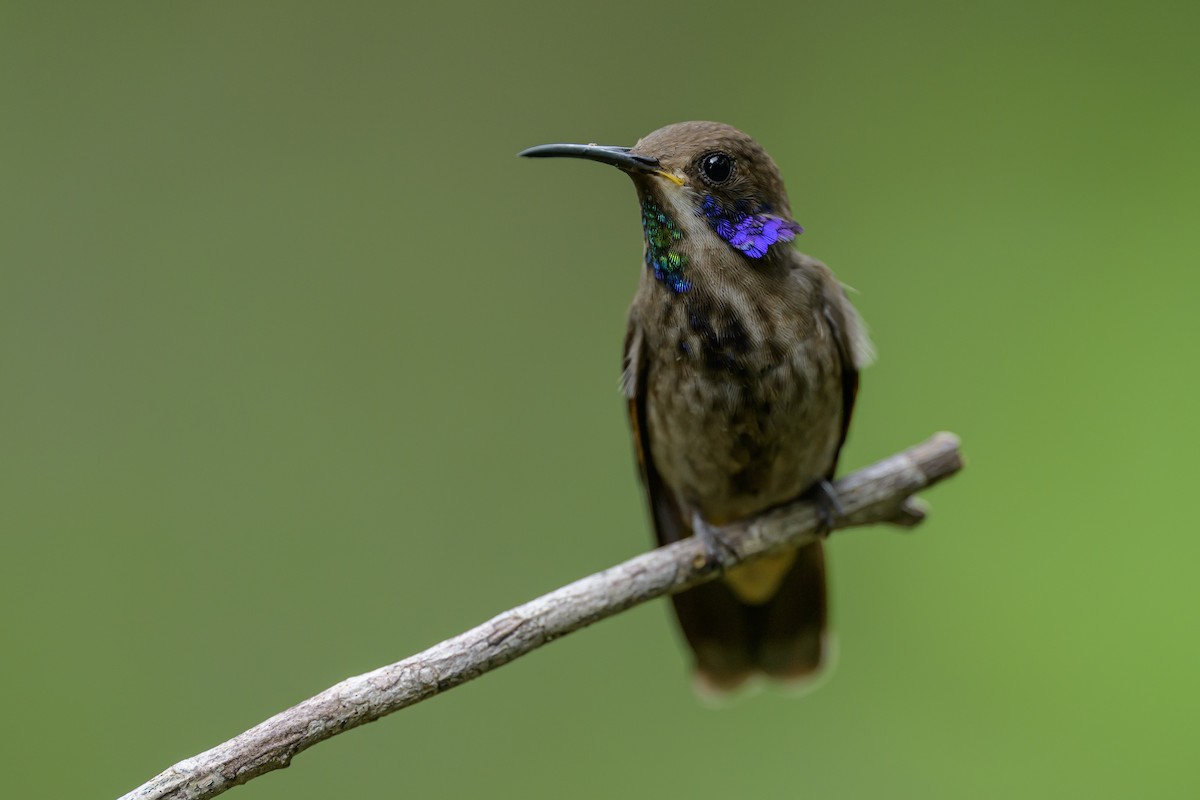 Brown Violetear - ML646981988