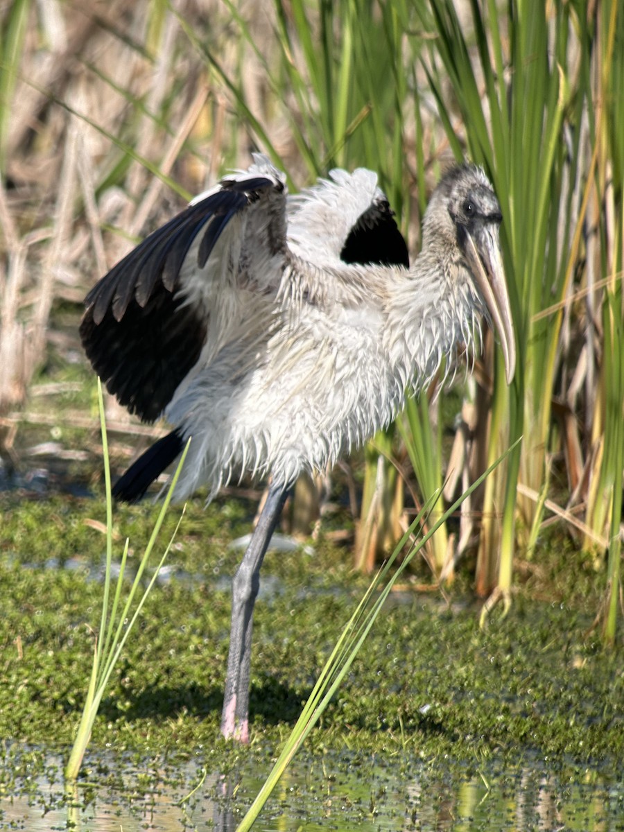 Wood Stork - ML646981989