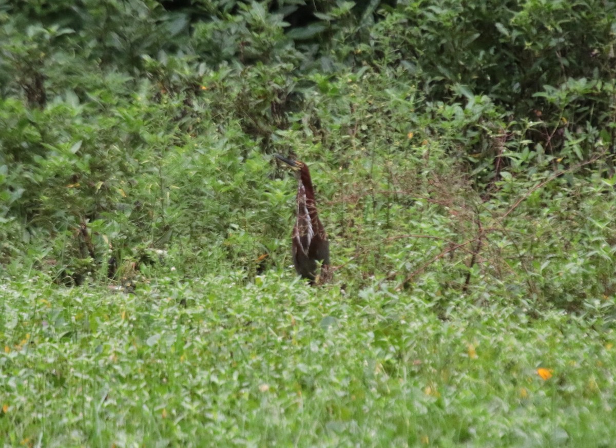 Avetigre Colorada - ML646981992