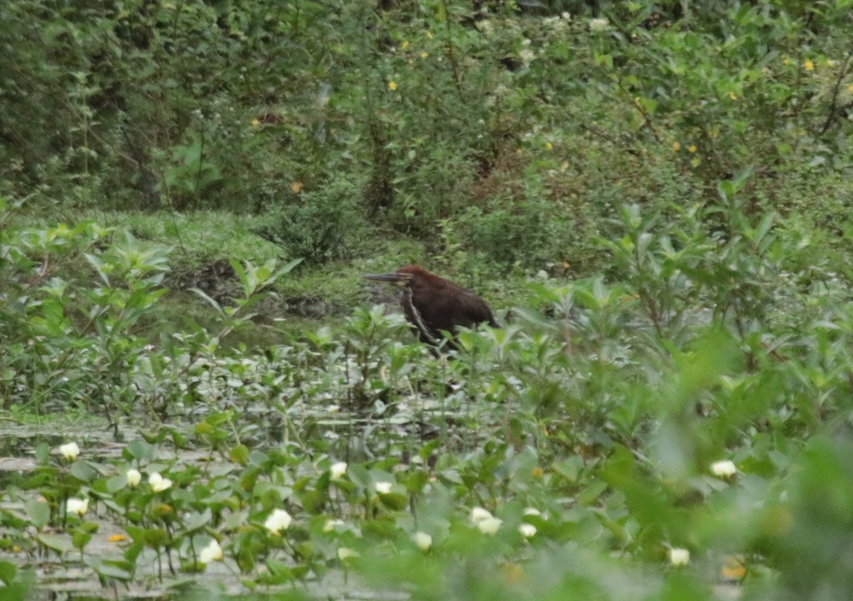 Avetigre Colorada - ML646981993