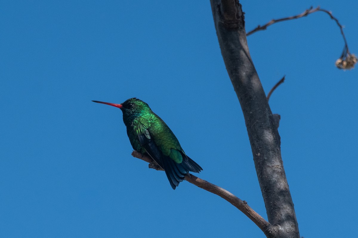 glansbuksmaragd - ML646981995