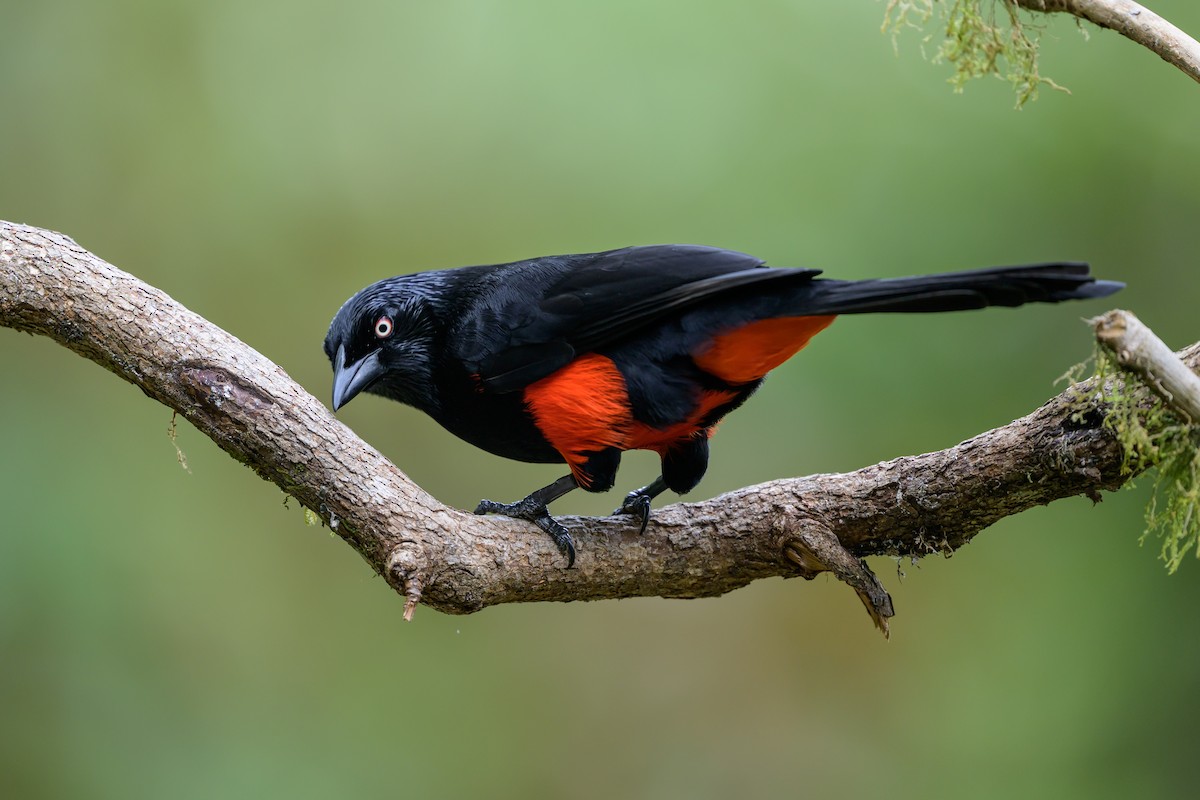 Red-bellied Grackle - ML646981999