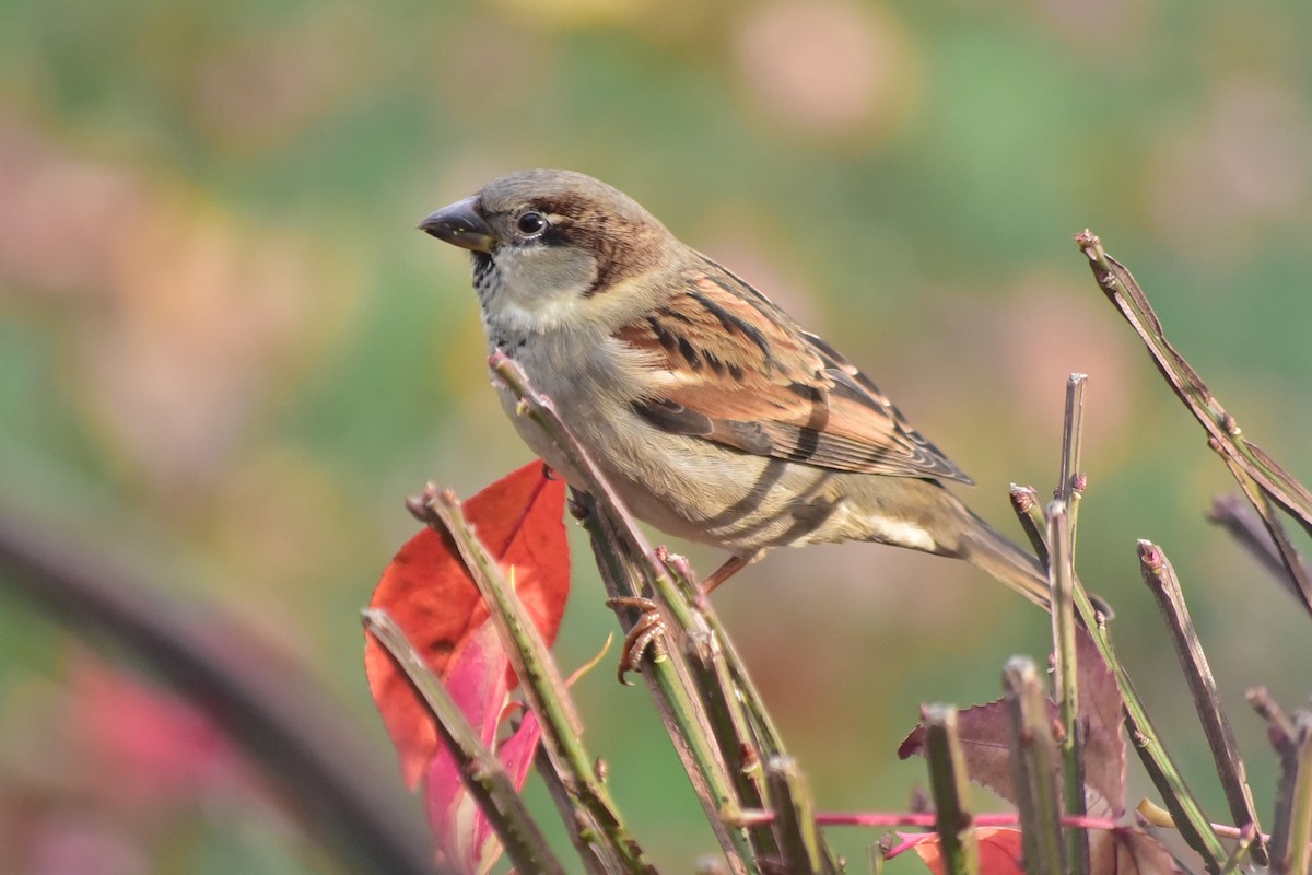 House Sparrow - ML646982002