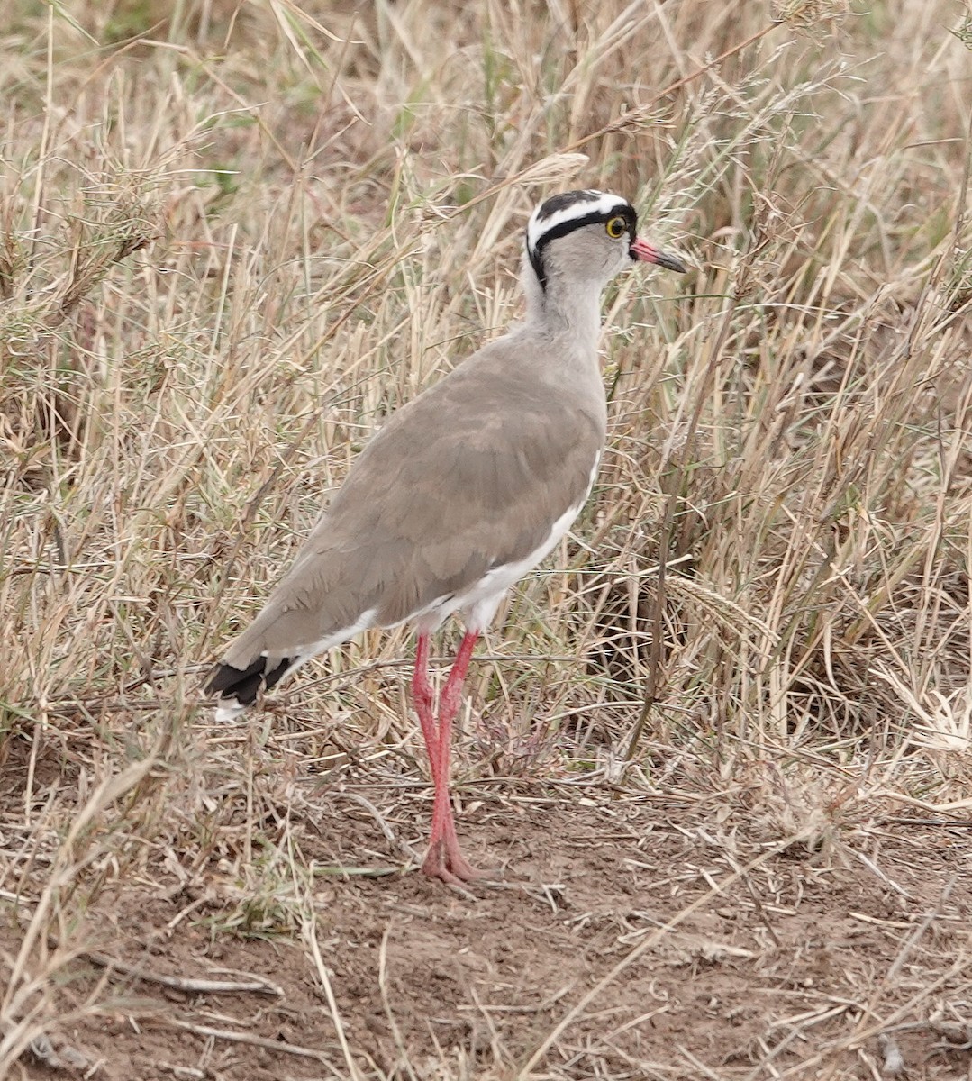 Crowned Lapwing - ML646982011