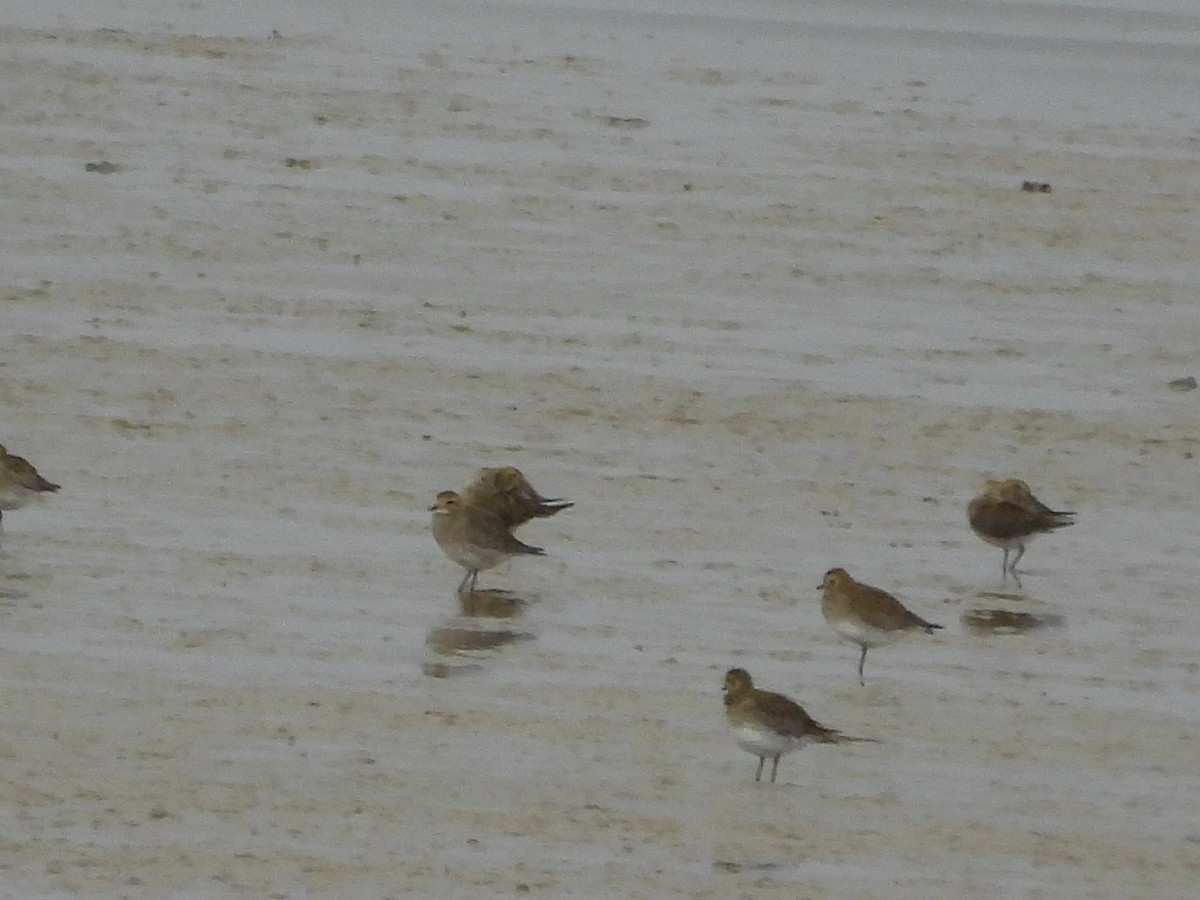 Сивка звичайна - ML646982019