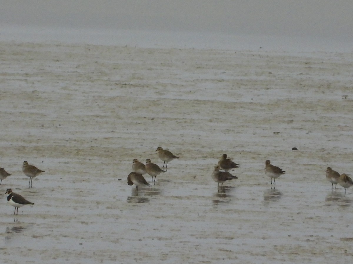 Сивка звичайна - ML646982020