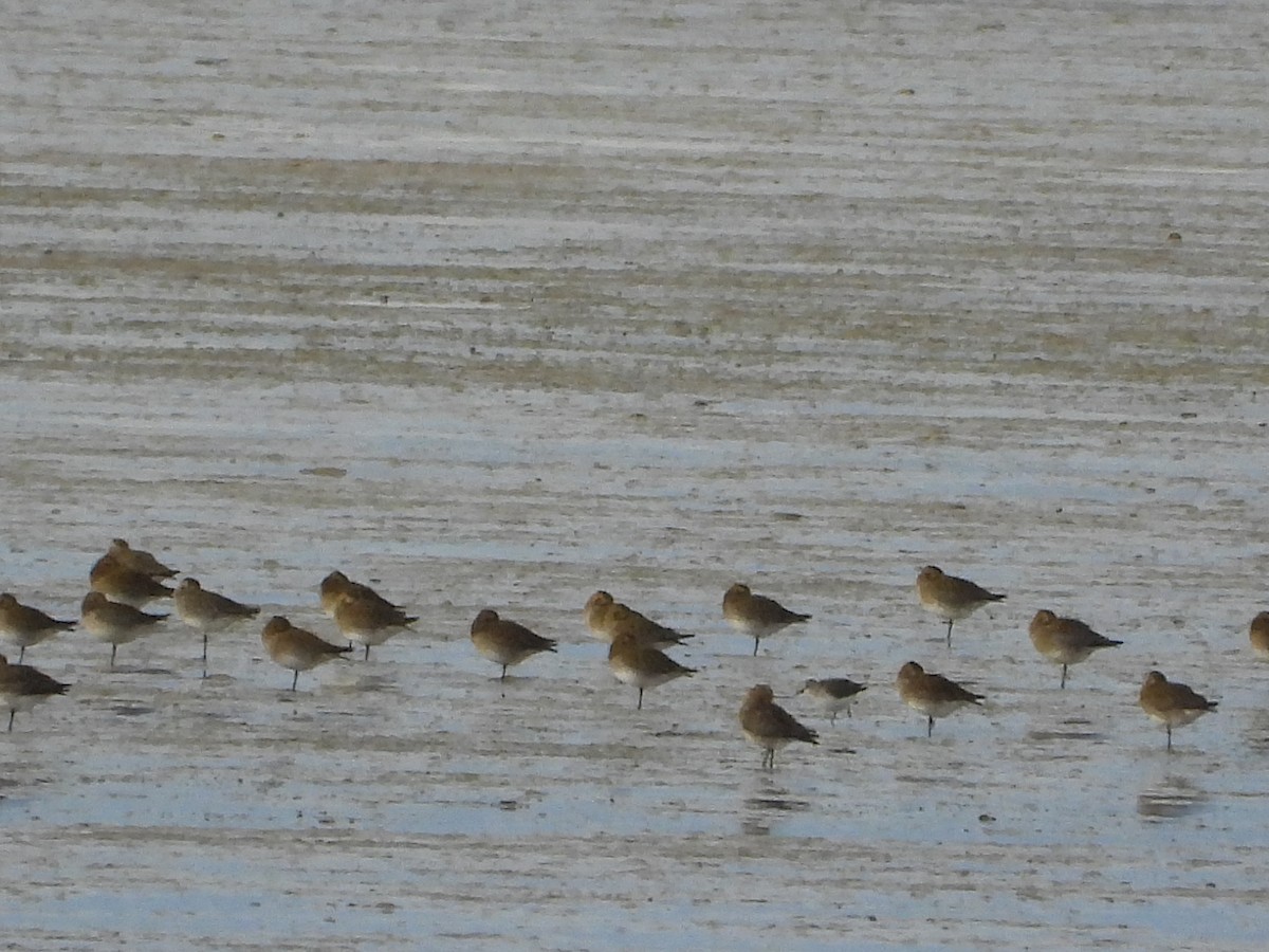 Сивка звичайна - ML646982021