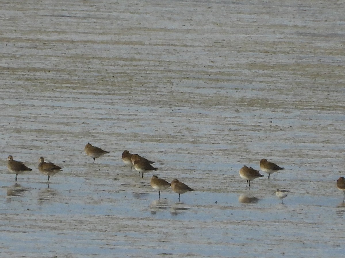 Сивка звичайна - ML646982022