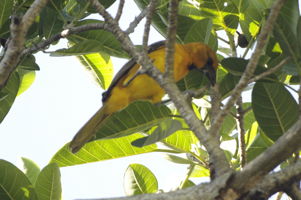 Altamira Oriole - ML646982026