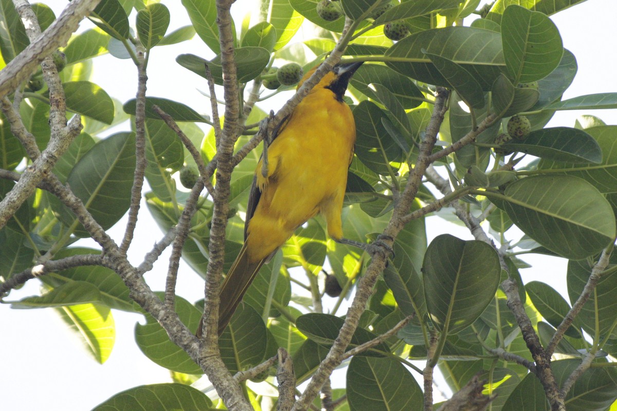 Altamira Oriole - ML646982027