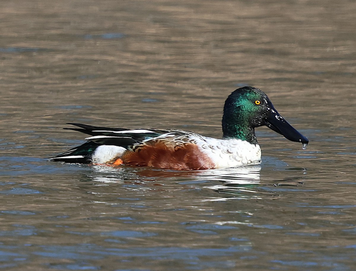 琵嘴鴨 - ML646982029