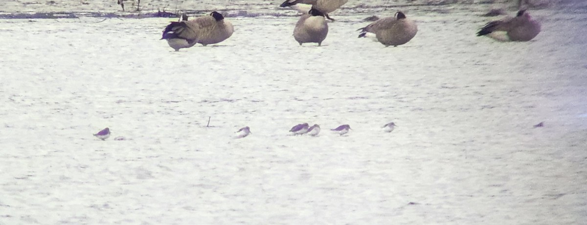 Dunlin - ML646982035