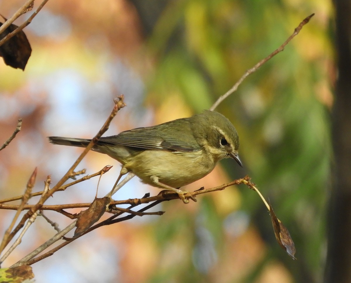 lesňáček modrohřbetý - ML646982038