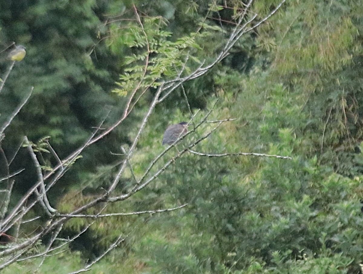 Garcilla Azulada - ML646982039