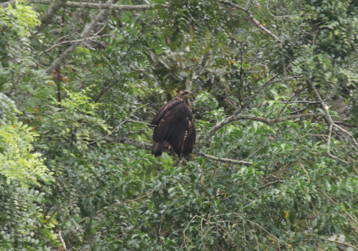 Busardo Sabanero - ML646982045