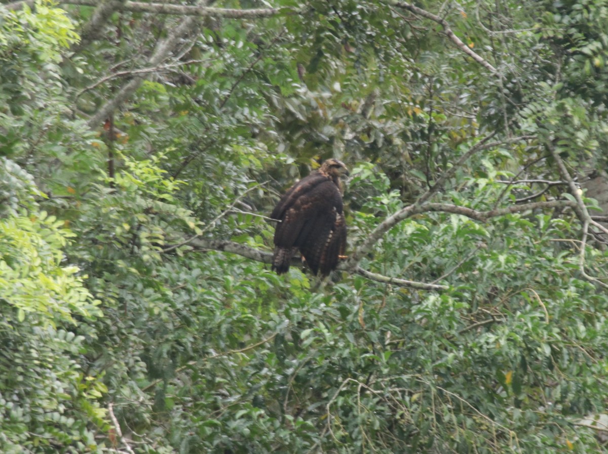 Busardo Sabanero - ML646982046