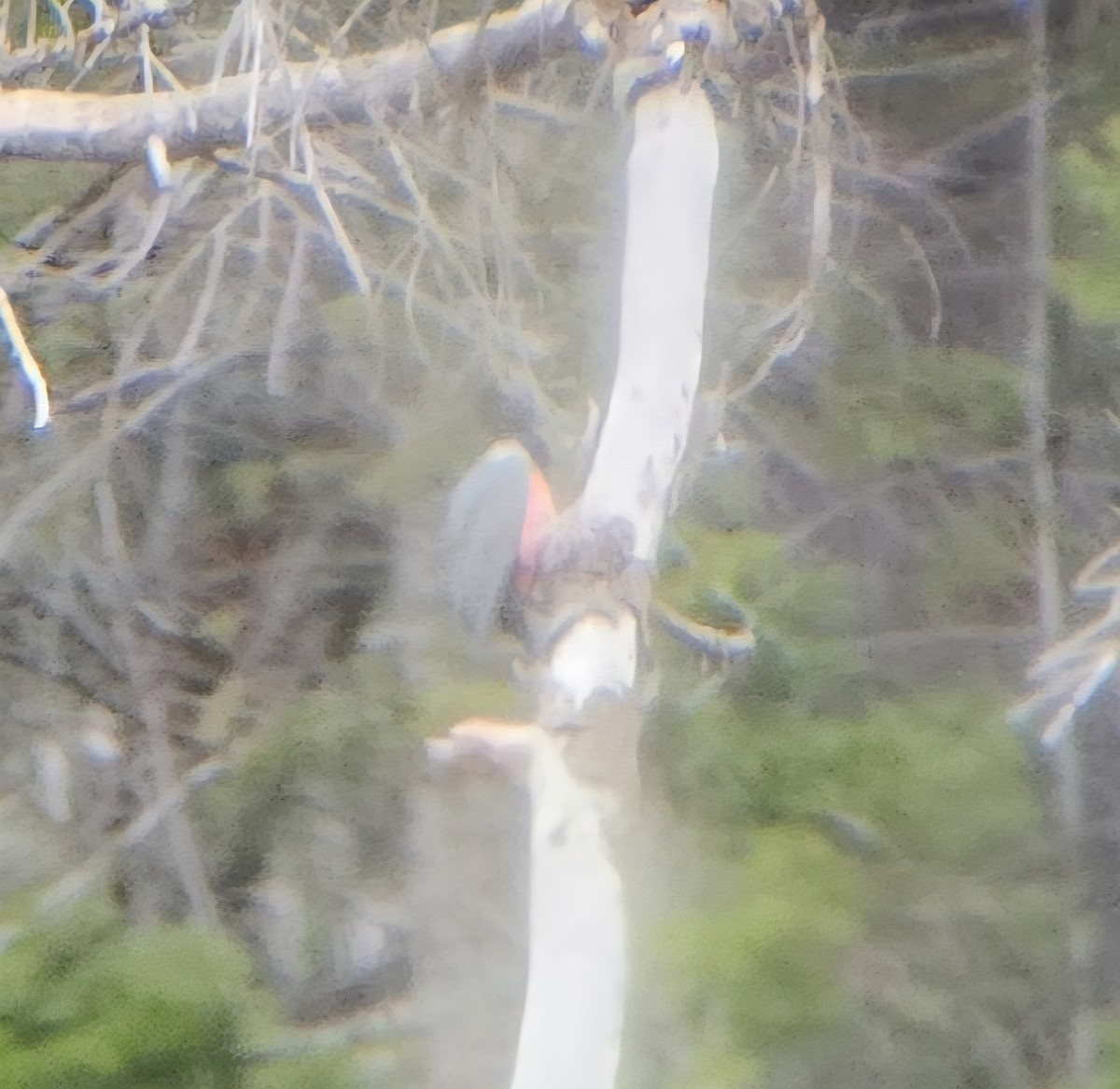 Lewis's Woodpecker - ML646982047