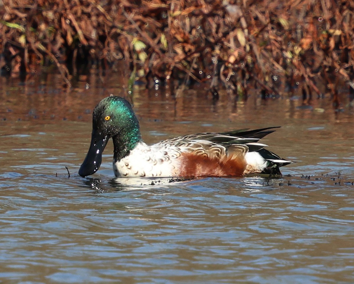 琵嘴鴨 - ML646982049