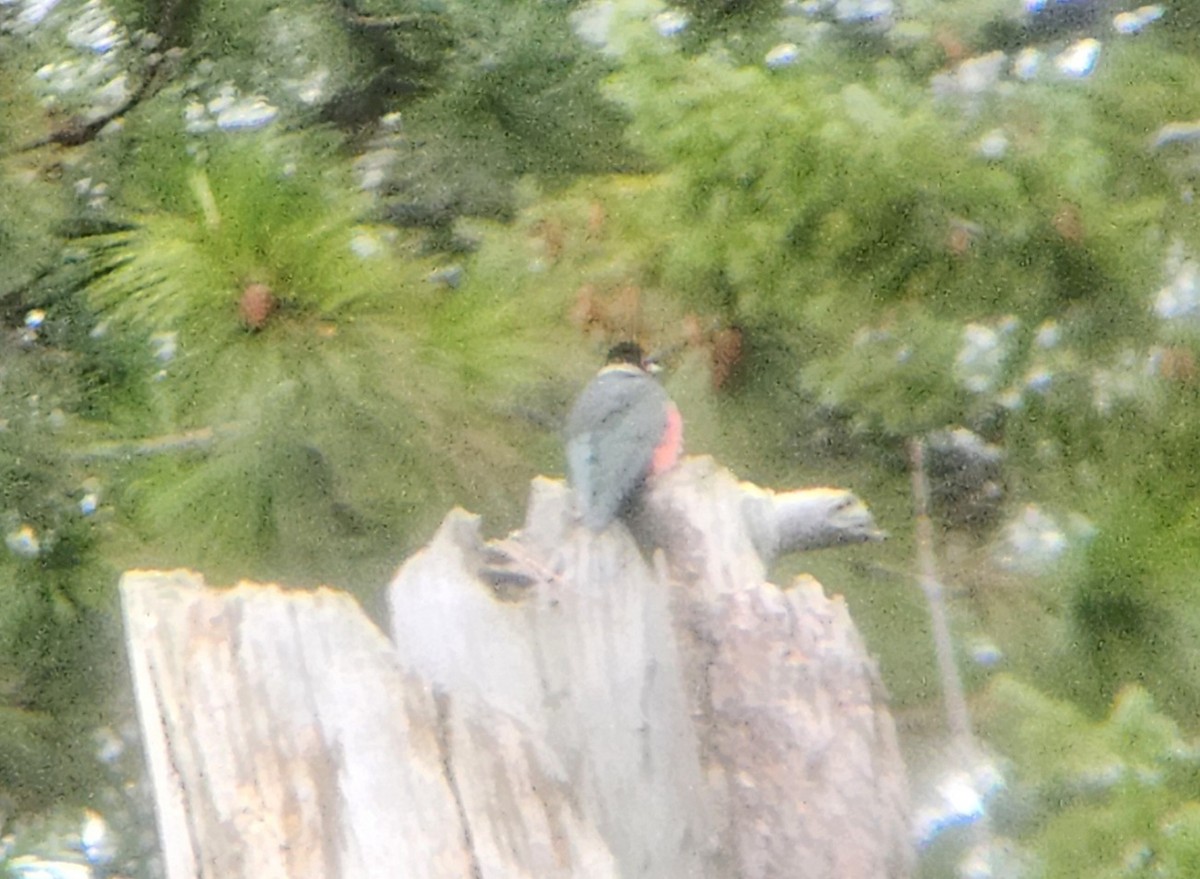 Lewis's Woodpecker - ML646982052