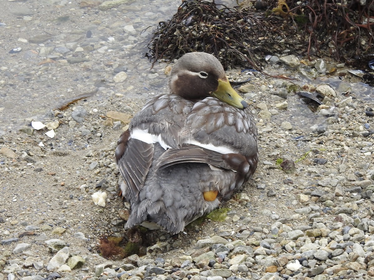 Falkland Steamer-Duck - ML646982055