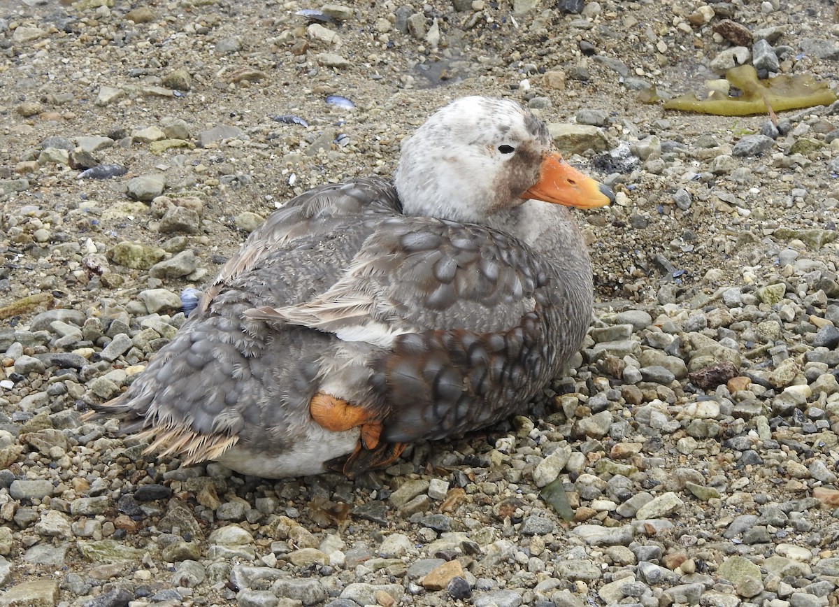 Falkland Steamer-Duck - ML646982056