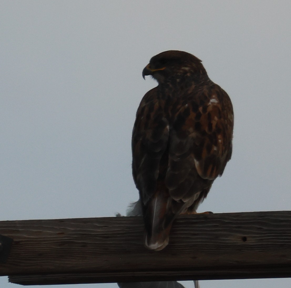 Ferruginous Hawk - ML646982057