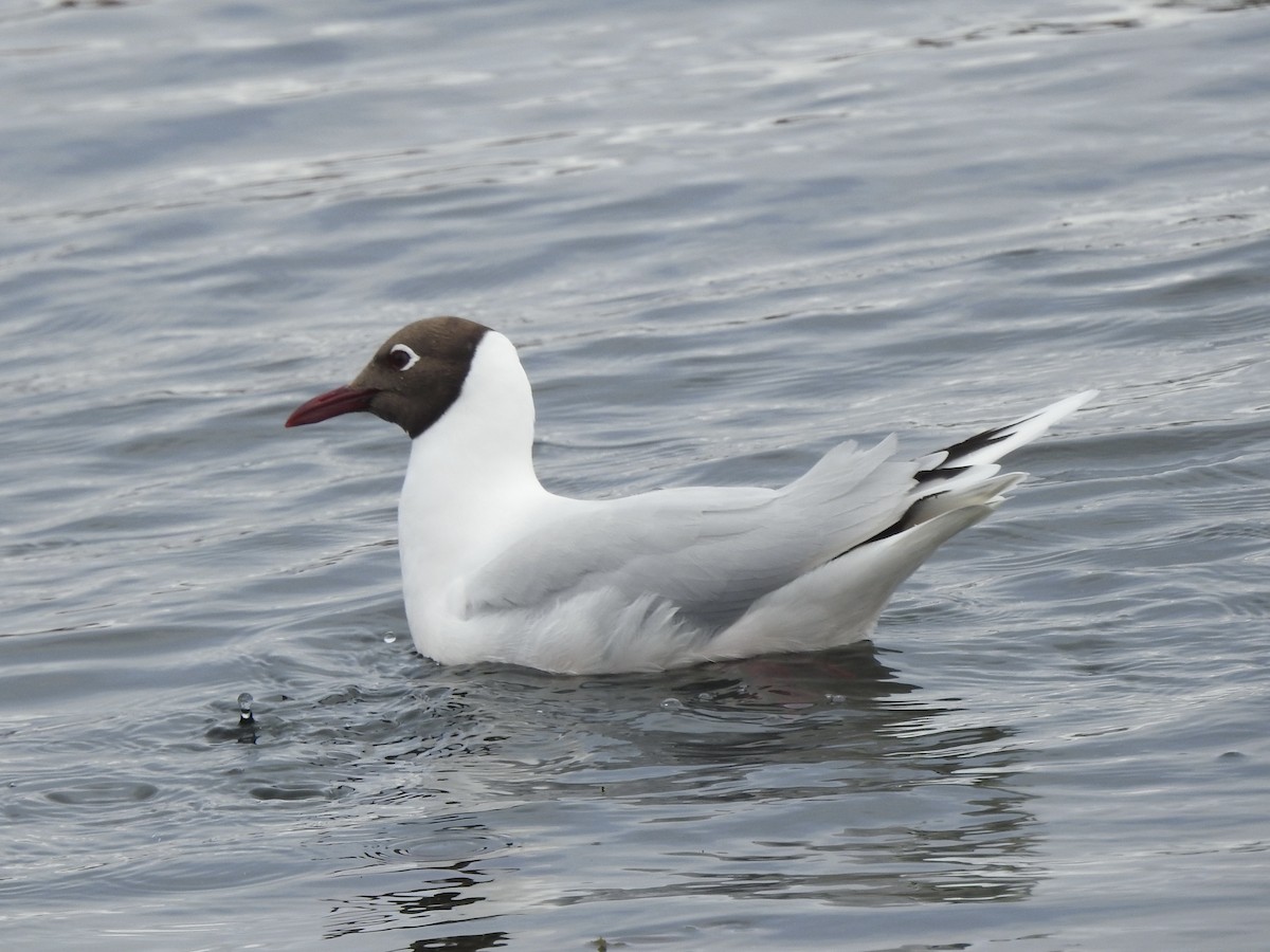 Brown-hooded Gull - ML646982067