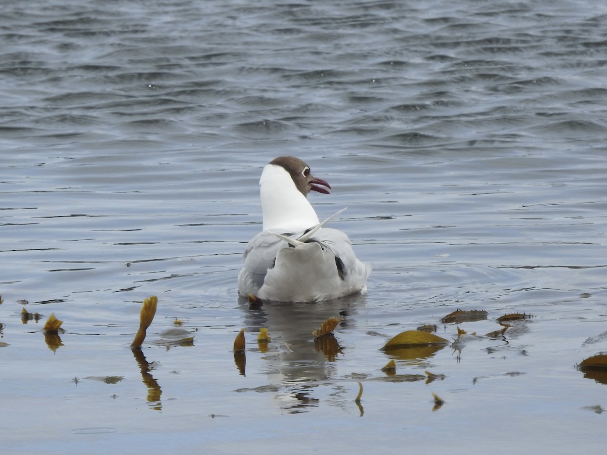 Brown-hooded Gull - ML646982068