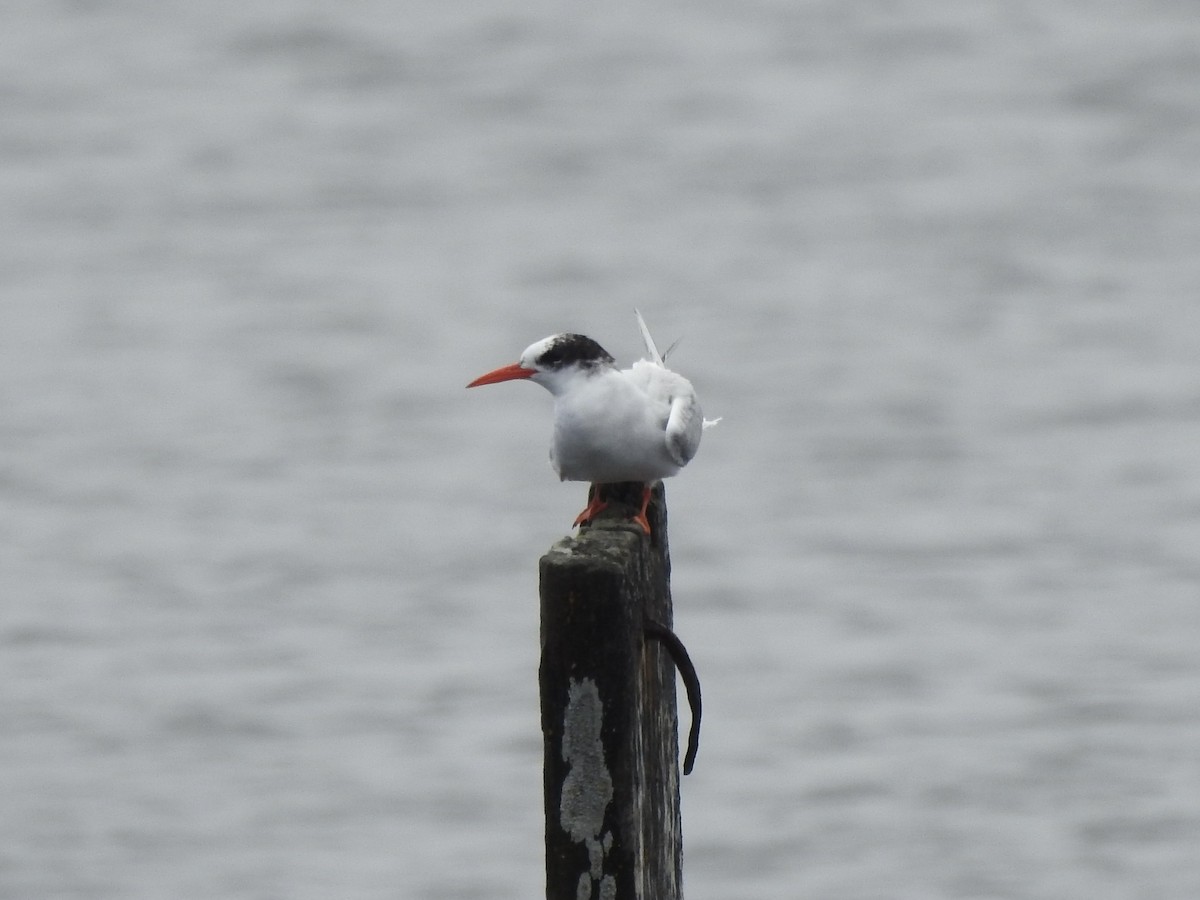 South American Tern - ML646982074