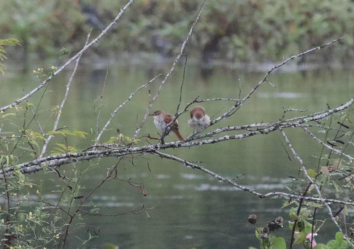 Curutié Colorado - ML646982075