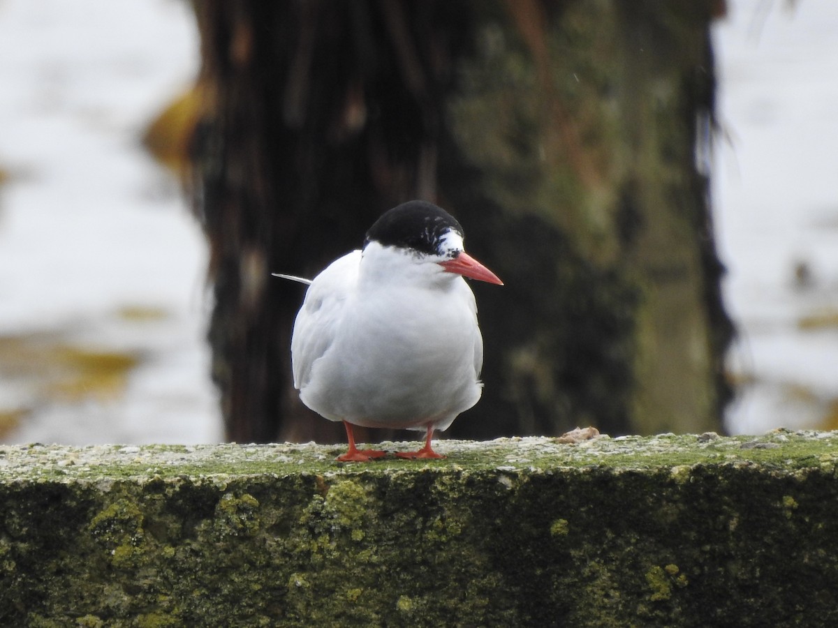South American Tern - ML646982076
