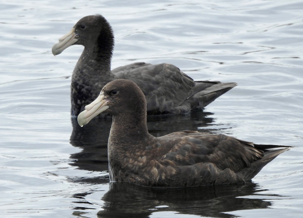 Southern Giant-Petrel - ML646982083