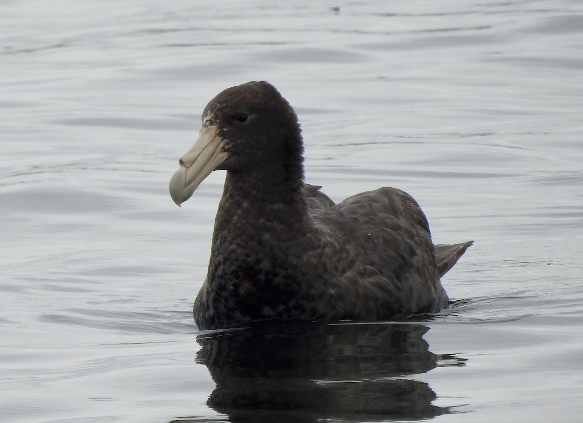 Southern Giant-Petrel - ML646982084