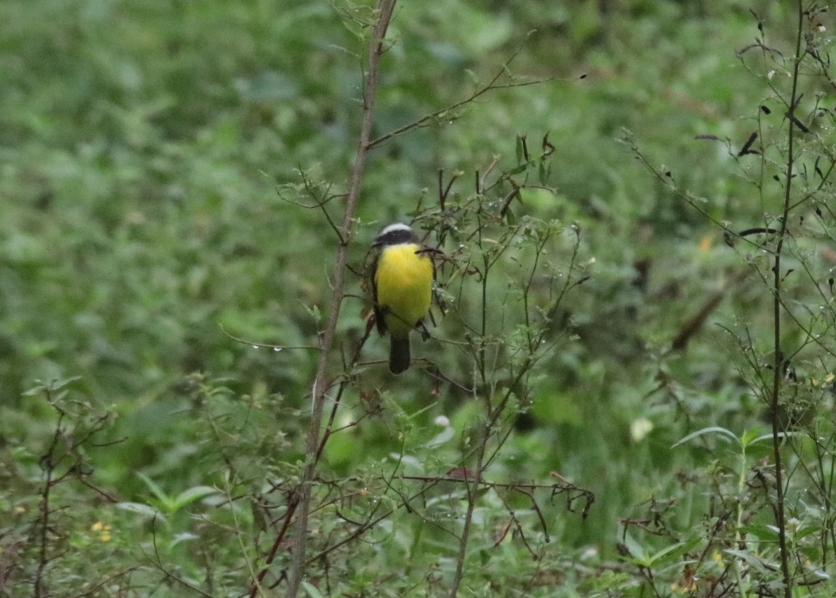 Bienteveo Sociable - ML646982086