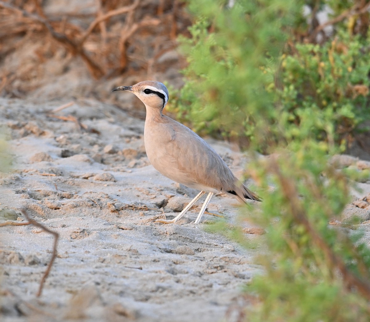 Cream-colored Courser - ML646982089