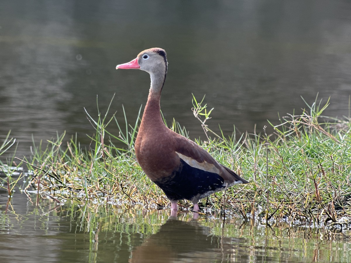 Black-bellied Whistling-Duck - ML646982090