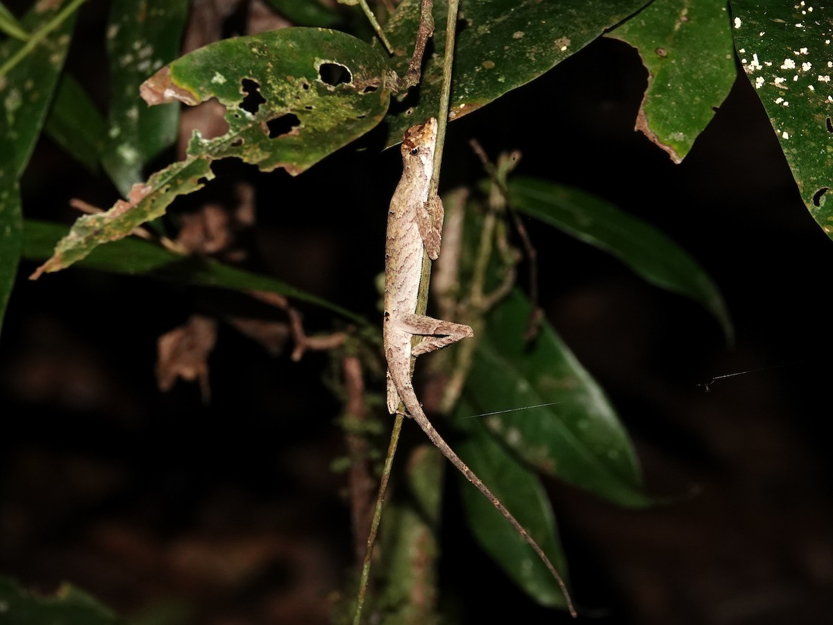 Goldenscale Anole - ML646982096