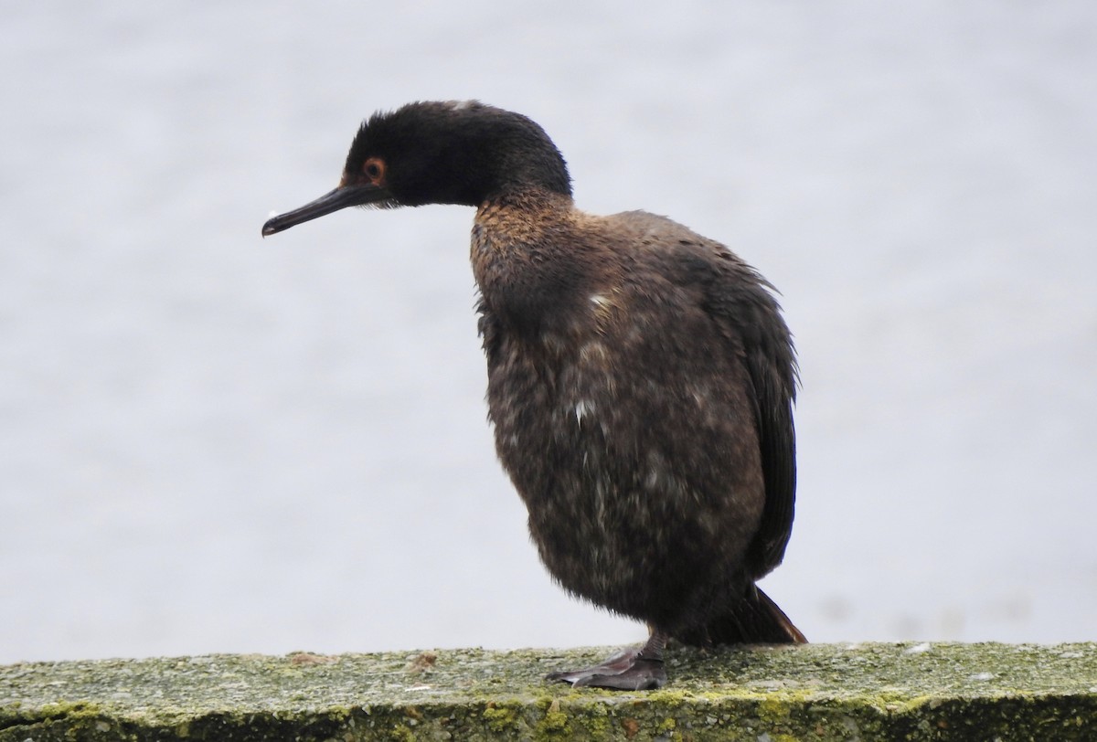 Magellanic Cormorant - ML646982098