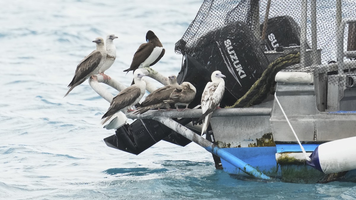 紅腳鰹鳥 - ML646982099