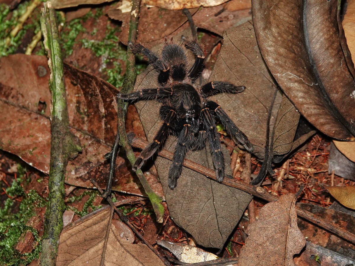 Red Skeleton Tarantula - ML646982100