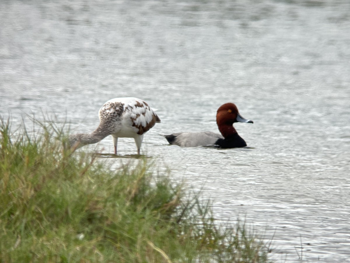 Redhead - ML646982104