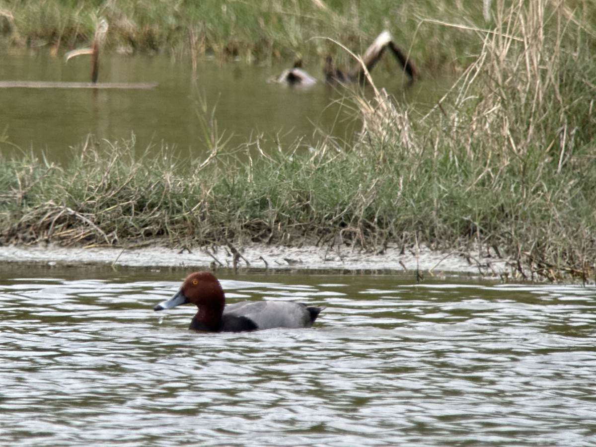 Redhead - ML646982105