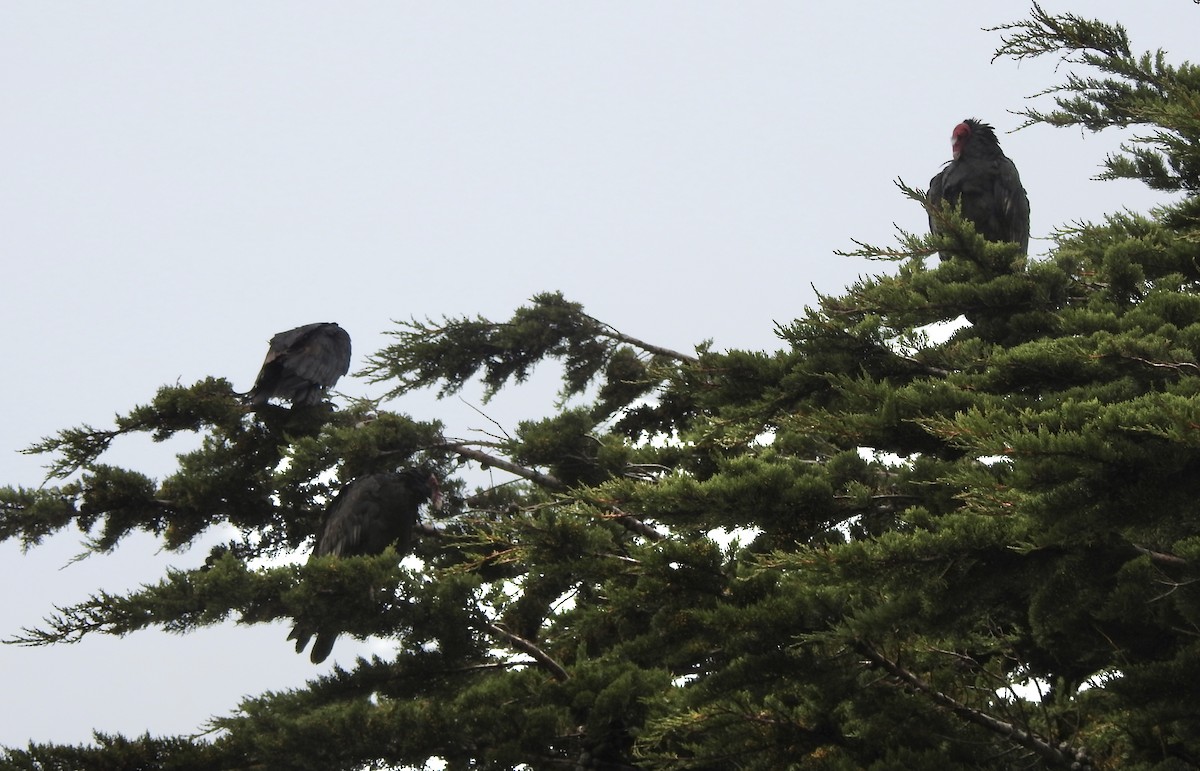 Turkey Vulture - ML646982106
